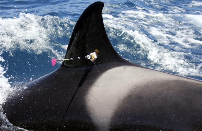 Demandarán a acuario de Miami por «confinamiento» de una orca durante 40 años