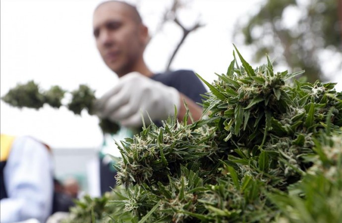 Compañía de EE.UU. proveerá asistencia para cultivo de marihuana en Jamaica