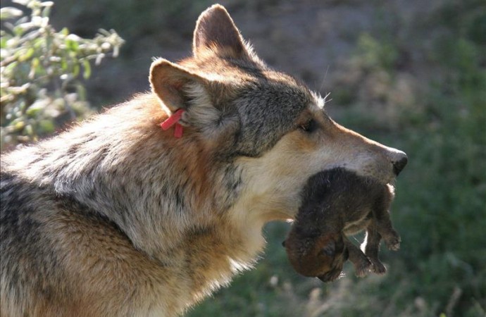 Arizona demanda a Gobierno federal por falta plan de protección lobo mexicano