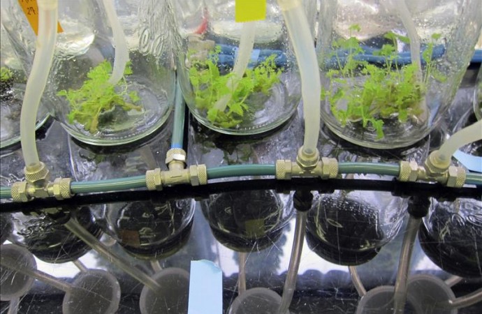 México ayudará a países del Caribe a clonar «in vitro» plantas tropicales