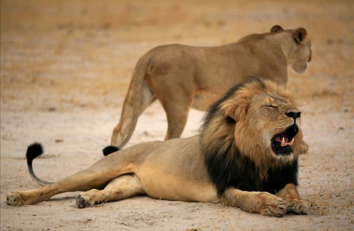 Estadounidense admite que mató un león famoso y pensaba que cacería era legal