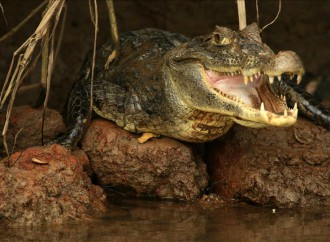 Matan caimán de 12 pies que pudo ser responsable muerte de bañista en Florida