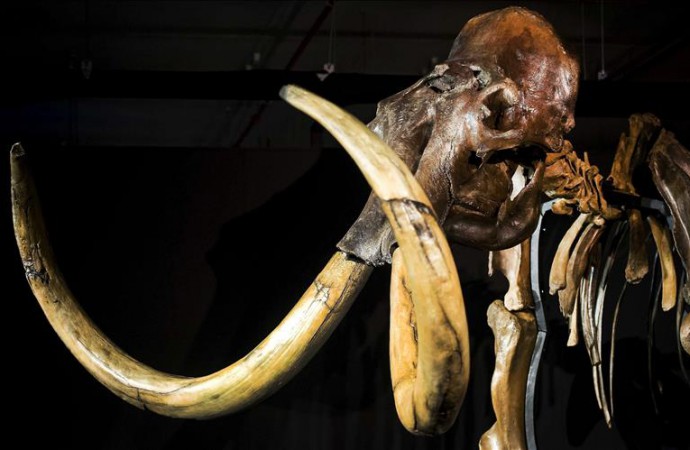 Restos de mamut indican que el humano habitó el Ártico antes de lo asumido