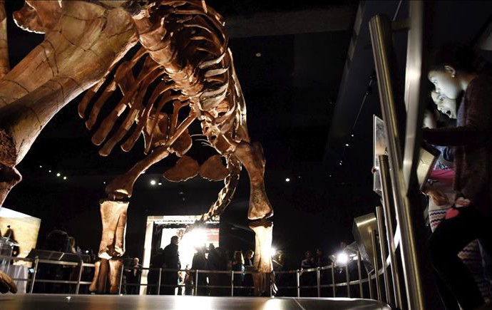 Nueva York exhibe réplica de uno de los mayores dinosaurios jamás descubierto