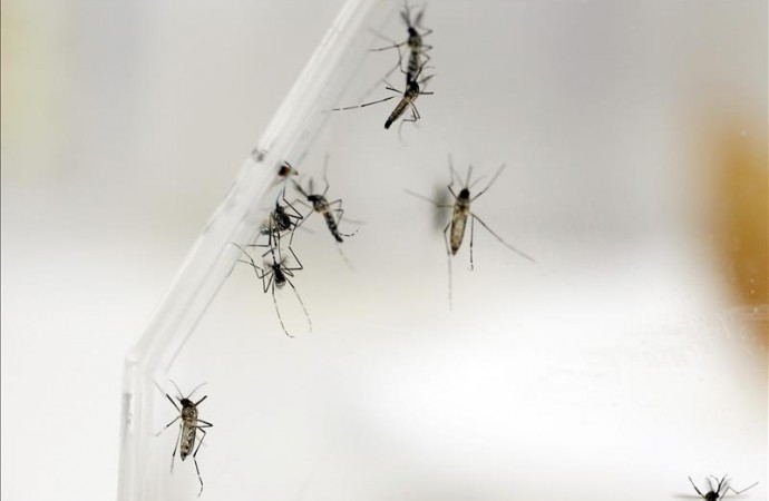 Confirman primer caso del virus del Zika en Guyana