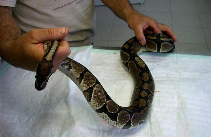 Una veintena de serpientes pitón fueron cazadas en competición en Florida