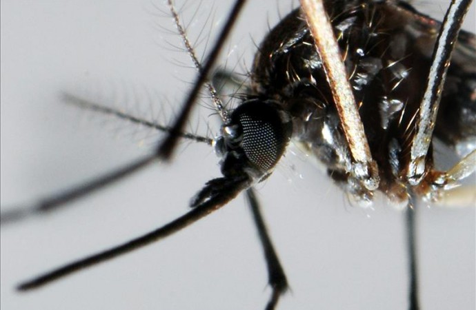 Autoridades sanitarias piden medidas preventivas para evitar contagio de Zika