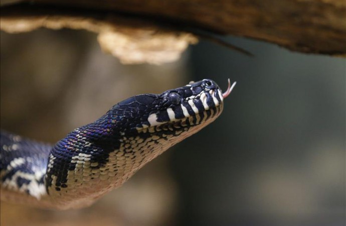 Ola de frío aumenta la caza de serpientes pitón en competición en Florida