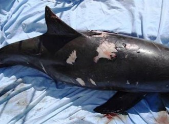 WWF pide detener pesca ilegal de totoaba para salvar a la vaquita marina