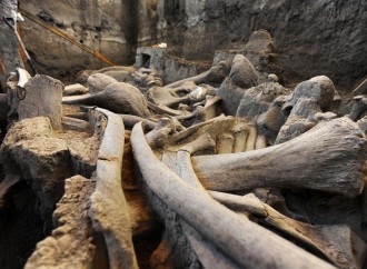 Recuperan gran parte de osamenta de mamut en el centro de México