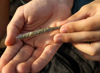 Hacen campaña para votar la legalización de marihuana recreativa en Arizona