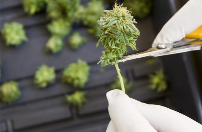 Imponen restricciones a producción y venta de marihuana medicinal en Colorado