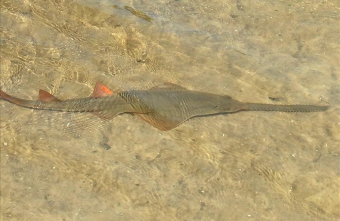 Hallan en Florida un grupo de peces sierra que se reproducen por partenogénisis