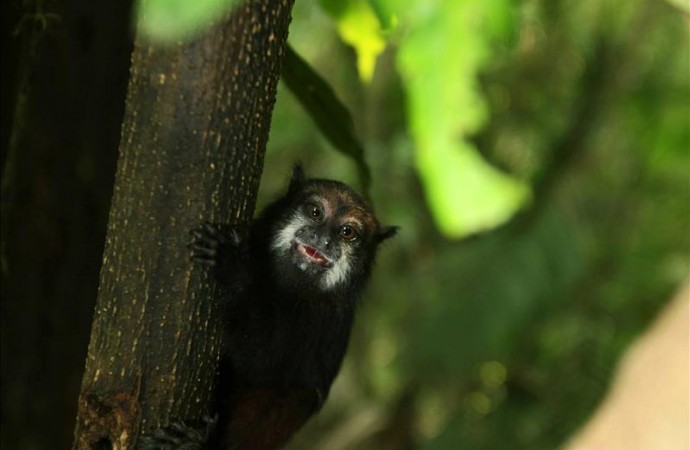 Cientos de monos amenazan con transmitir enfermedades a los puertorriqueños