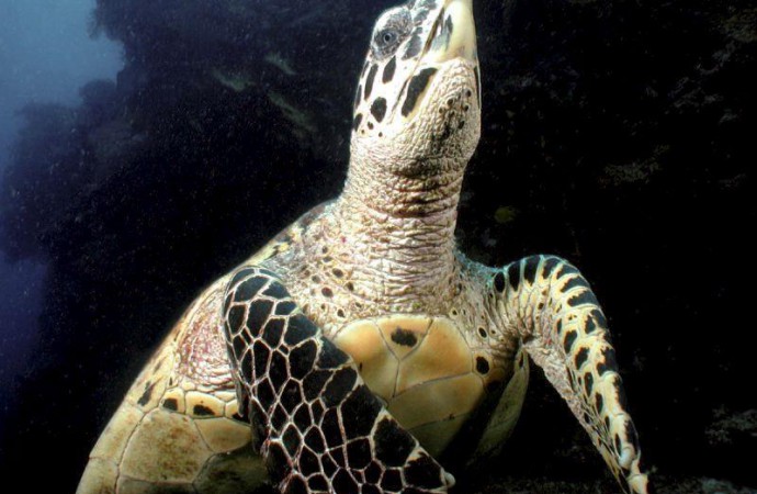 Matan una tortuga carey en una playa de Puerto Rico