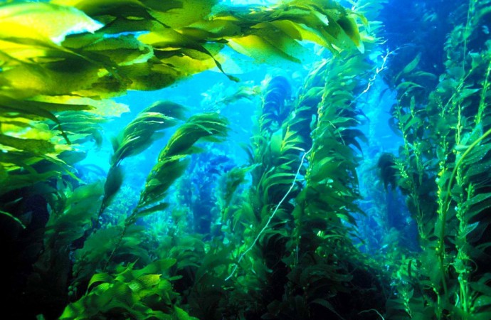 Llegarán las algas a ser el combustible del futuro?