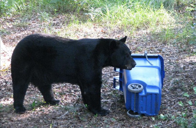 Florida comienza a dar permisos de caza de osos por primera vez en décadas