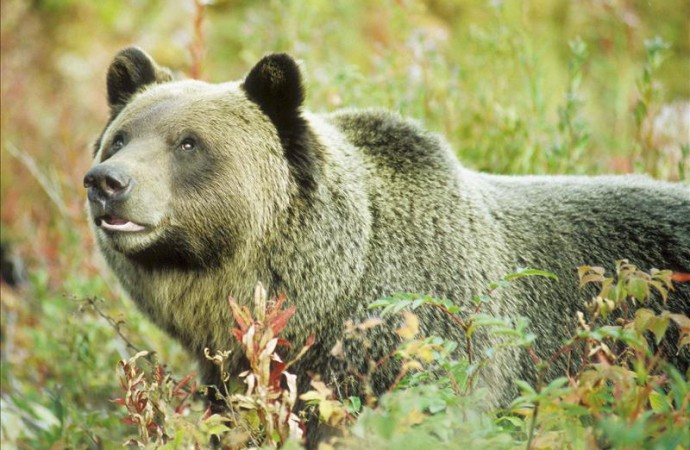 Un excursionista muere en Yellowstone tras ataque de oso grizzly