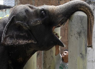 Estudio revela mayor resistencia de los elefantes al cáncer