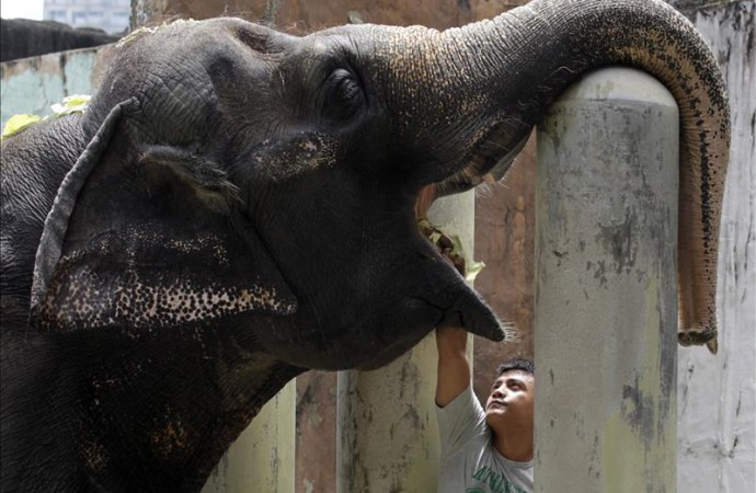 Estudio revela mayor resistencia de los elefantes al cáncer