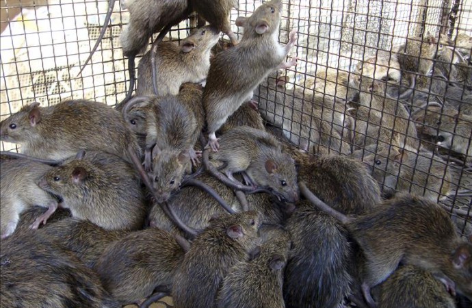 Nueva York resta importancia al alto número de quejas por ratas en la ciudad
