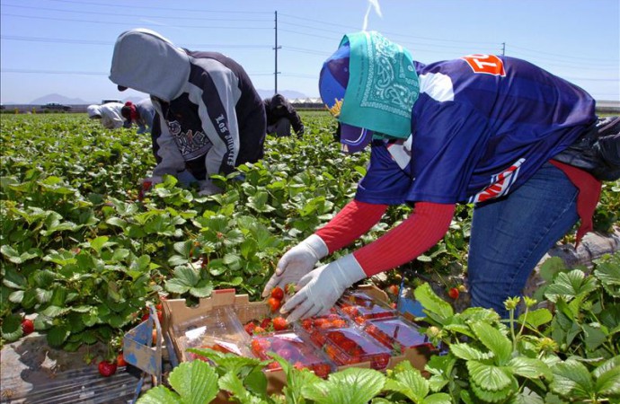Trabajadores del campo en California piden aplicación alivio migratorio