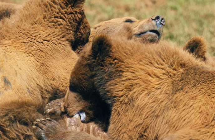 Más de 200 osos fueron asesinados en el primer día de la temporada de caza