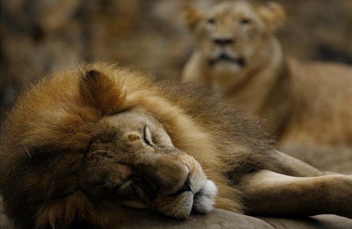 África Occidental y Central podrían perder la mitad de sus leones en 20 años