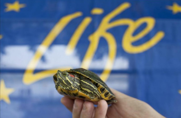 CDC advierte sobre riesgo de Salmonella por contacto con tortugas