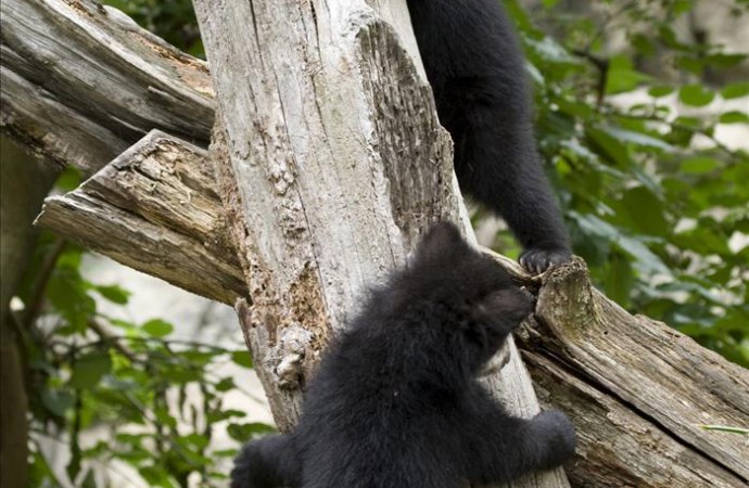 Florida destina 230.000 dólares a cubos de basura resistentes a osos