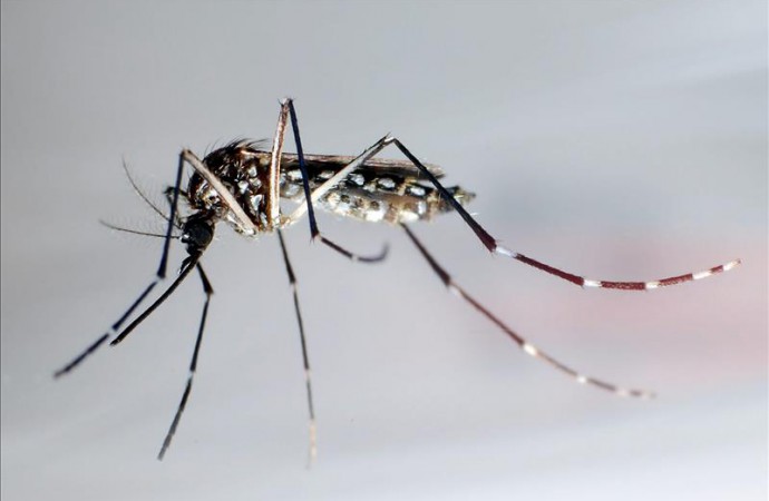 OPS estima que el zika llegará a toda América Latina y pide controlar el mosquito