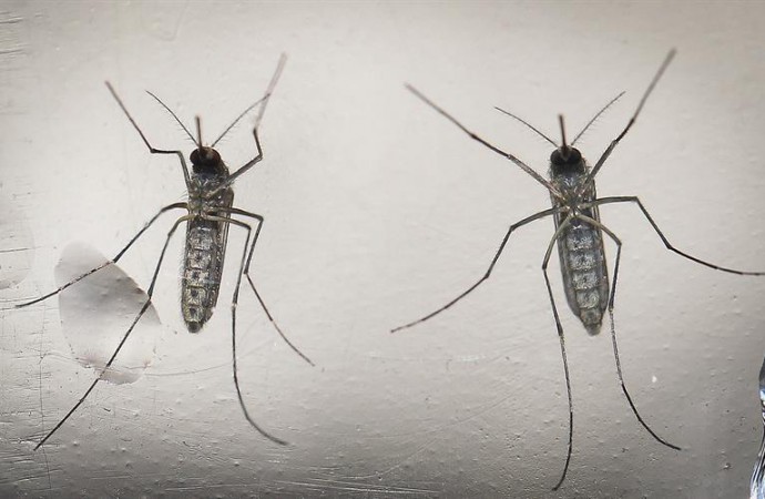 El virus del Zika llegó al continente americano en 2013, según un estudio