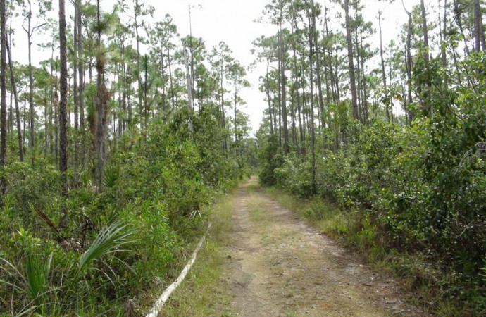 Florida firma ley que financia restauración de la reserva de Los Everglades