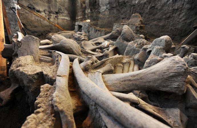 Recuperan gran parte de osamenta de mamut en el centro de México